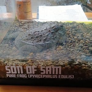 Absolute unit (11/14/24)