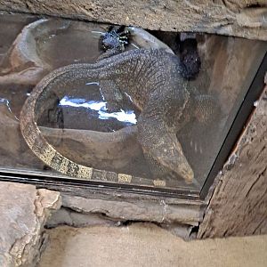 Elvis wants OUT (11/14/24)