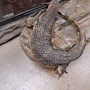 Elvis wants IN (...right after getting out) (11/14/24)