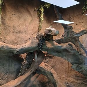 Crocodile Monitor (11/14/24)