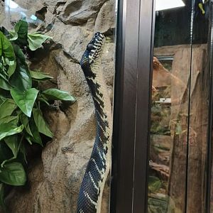 Bugatti the Boelen's Python (11/14/24)