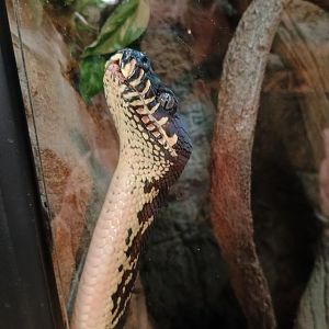 Bugatti the Boelen's Python (11/14/24)