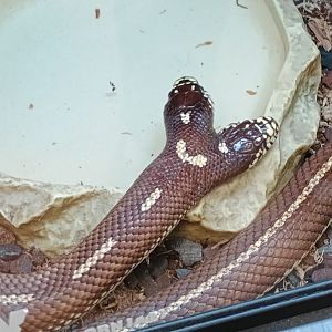 Ben and Jerry the two-headed California Kingsnake (11/14/24)