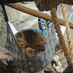 Linne's Two-Toed Sloth (11/14/24)