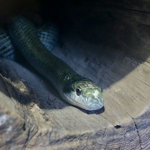 Japanese Rat Snake (Elaphe climacophora)