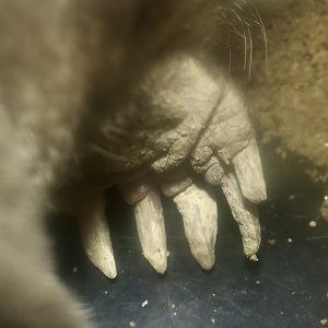 Large Japanese Mole (Mogera wogura) foot closeup