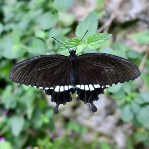 Common Mormon Butterfly (Papilio polytes)