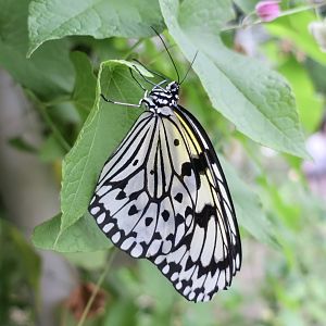 Paper Kite Butterfly (Idea leuconoe)
