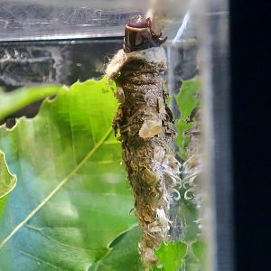 Paulonia Bagworm Moth (Eumeta variegata) larva