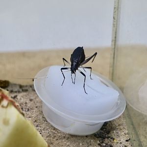 Bell Cricket (Meloimorpha japonica)