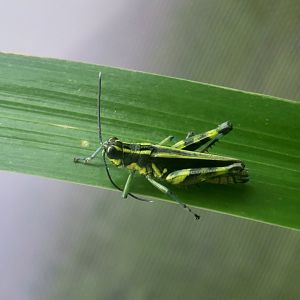 Iriomote Forest Grasshopper (Traulia ishigakiensis iriomotensis)
