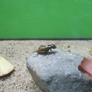 Two-Spotted House Cricket (Gryllus bimaculatus)