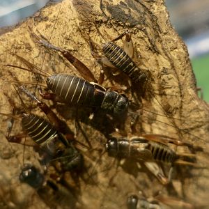 Yaeyama Cricket (Duolandrevus guntheri)