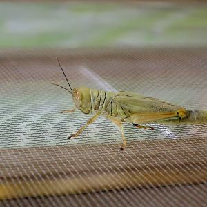 Hieroglyphus annulicornis, a short-horned grasshopper
