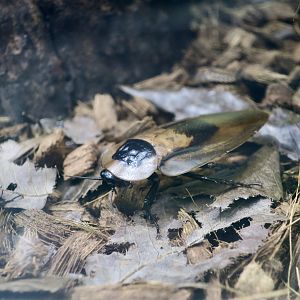 Death's Head Cockroach (Blaberus craniifer)