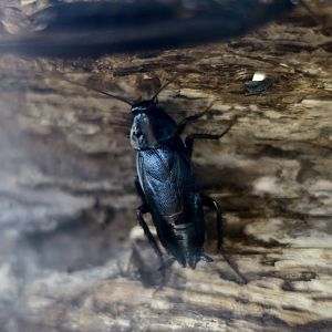 Japanese Cockroach (Periplaneta japonica)