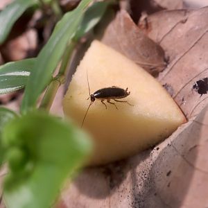 Japanese Field Roach (Blattella nipponica)