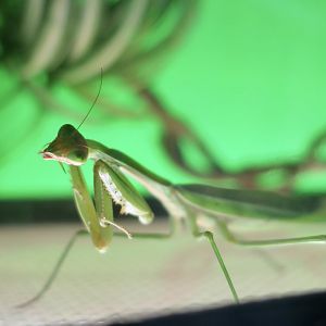 Giant Asian Mantis (Hierodula membranacea)