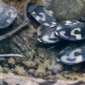 Question Mark Cockroach (Therea olegrandjeani)