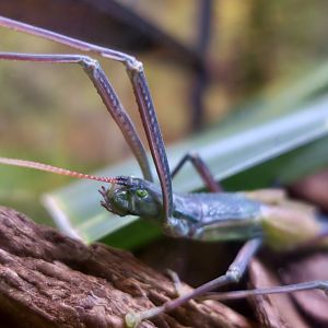 Tsuda's Giant Stick Insect (Megacrania tsudai)