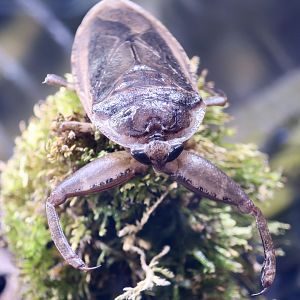 Japanese Giant Water Bug (Lethocerus deyrollei)