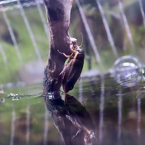 Chinese Diving Beetle (Cybister chinensis)