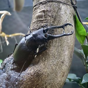 Giraffe Stag Beetle (Prosopocoilus giraffa)