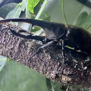 Hercules Beetle (Dynastes hercules)