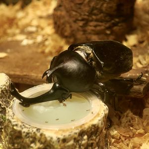 Japanese Rhinoceros Beetle (Allomyrina dichotoma septentrionalis)