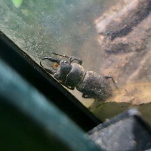 Little Stag Beetle (Dorcus rectus rectus)