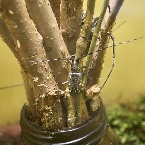Yellow-Spotted Longicorn Beetle (Psacothea hilaris hilaris)