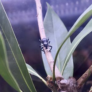 Pachyrhynchus infernalis, a weevil