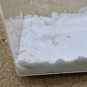 Reticulitermes speratus, a termite