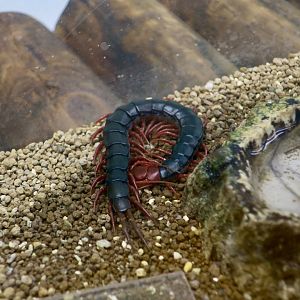 Chinese Red-Headed Centipede (Scolopendra mutilans)