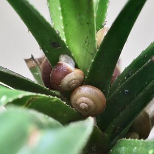 Hirase's Land Snail (Mandarina hirasei)