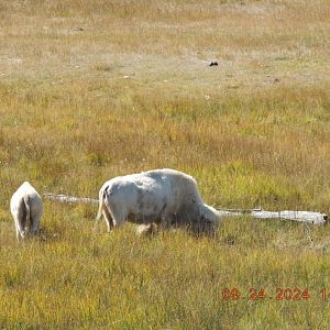 evenston rest area bison