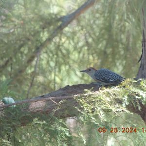 (wild) red bellied Woodpecker