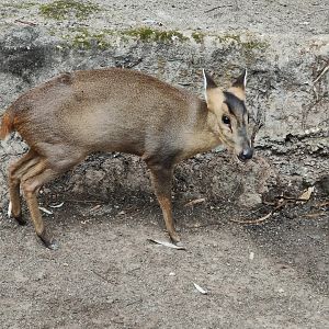 Reeves’s Muntjac