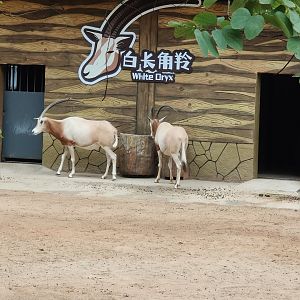 Scimitar-horned oryx