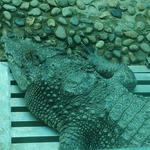 Siamese Crocodile