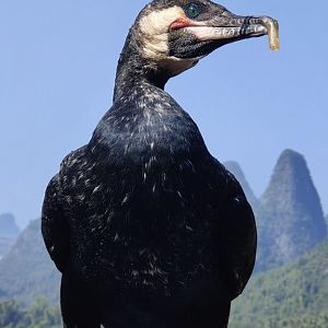 Great Cormorant