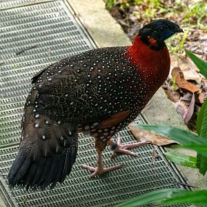 Satyr Tragopan (Male)