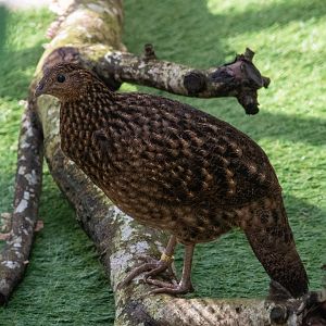 Satyr Tragopan (Female)
