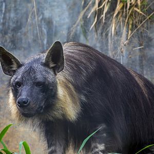 Brown hyena (Parahyaena brunnea)