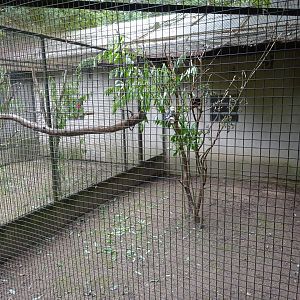 Helsingborg Djurpark - Parrot aviary #15