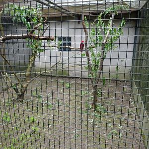 Helsingborg Djurpark - Parrot aviary #16