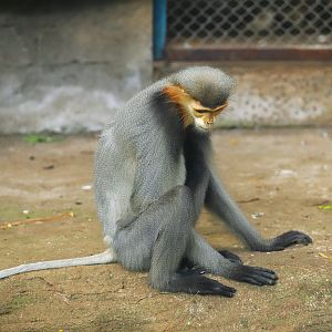 Grey-shanked Douc Langur