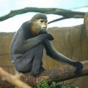 Grey-shanked Douc Langur