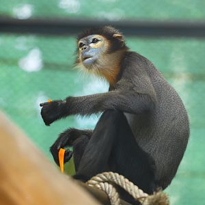 Black-shanked Douc Langur