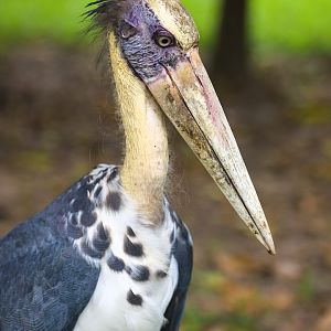 Lesser adjutant